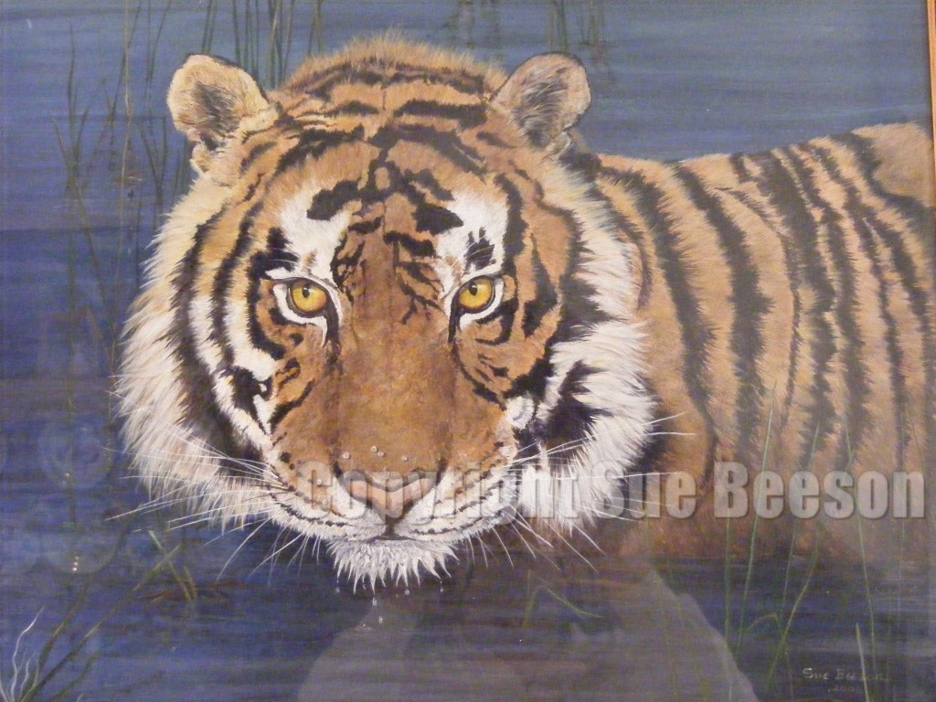 Tiger by Sue Beeson