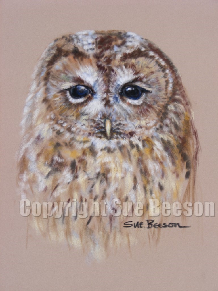 Owl by Sue Beeson